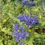 Caryopteris 'Worchester Gold'