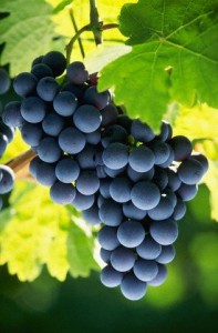 Kiść winogron zwisająca z winorośli