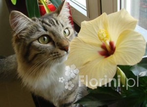 Koty uwielbiają zapach niektórych roślin