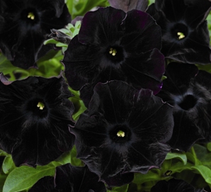 Petunia 'Black Velvet' - odmiana o niezwykle oryginalnych kwiatach