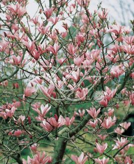 Pamiętajmy o odpowiednim doborze roślin projektując nasadzenia wokół magnolii