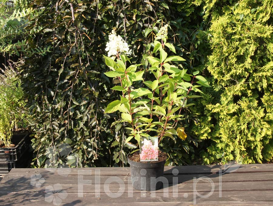 Hortensja bukietowa 'Candlelight' | Hydrangea paniculata