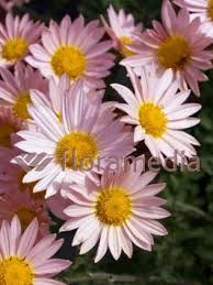 Złocień ogrodowy 'Isabellarosa' | Chrysanthemum indicum