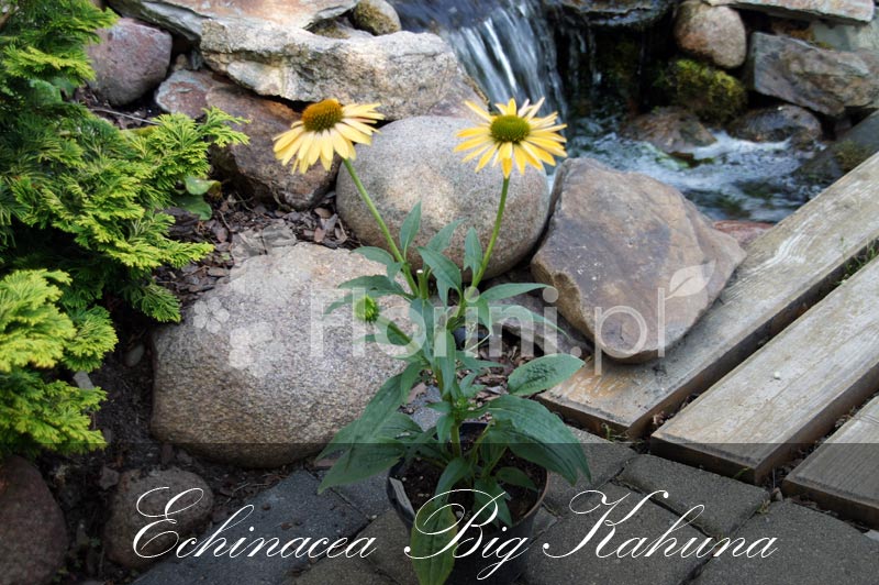 Jeżówka 'Big Kahuna' | Echinacea