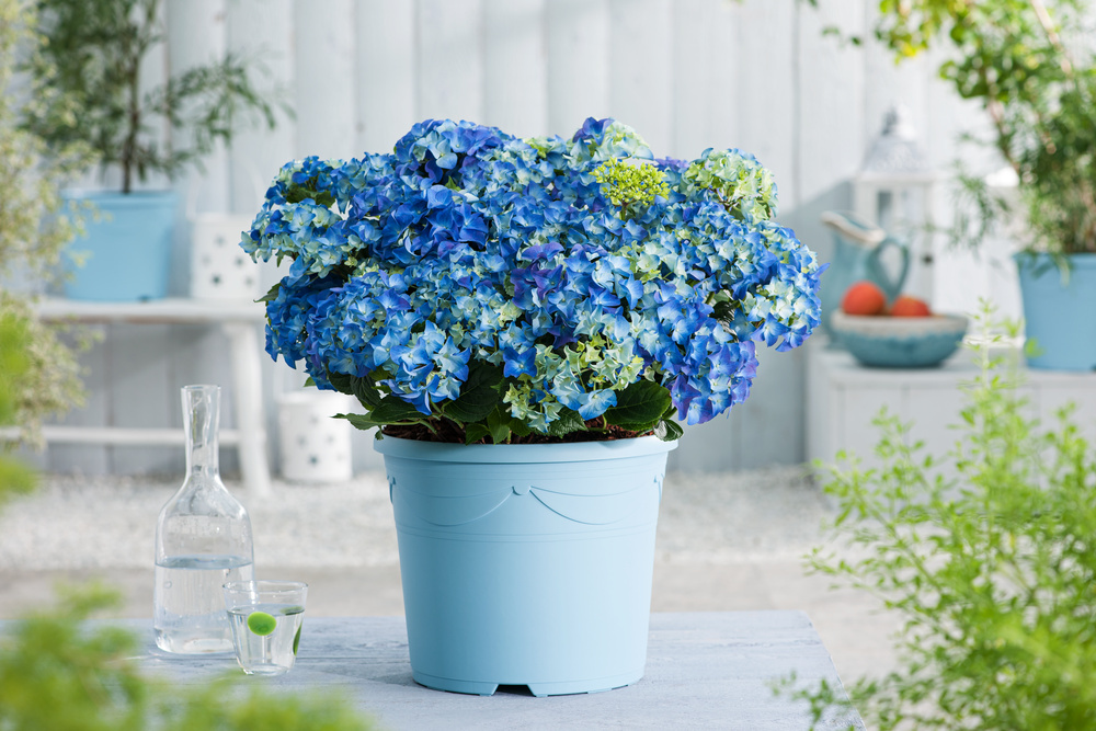 Hortensja ogrodowa 'Nikko Blue'  <div class='lat'> Hydrangea macrophylla  </div>