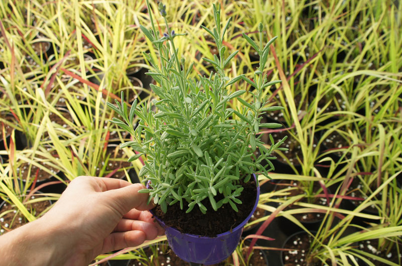 Lawenda wąskolistna | Lavandula angustifolia