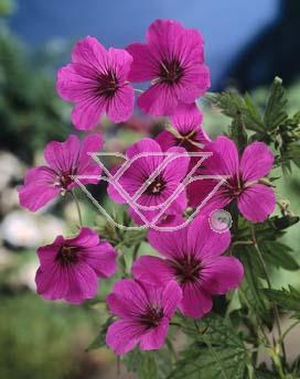 Bodziszek himalajski 'Patricia' Geranium himalayense