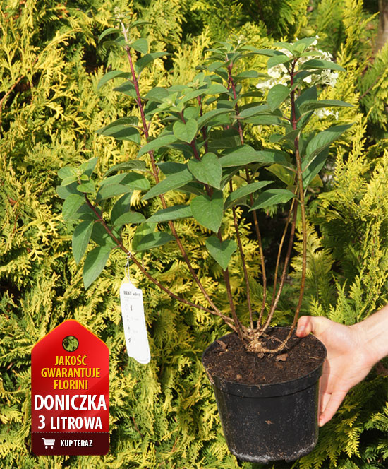 Hortensja bukietowa 'Little Lime' | Hydrangea paniculata
