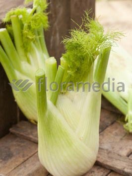 Fenkuł | Foeniculum vulgare