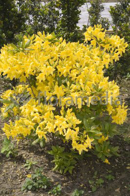 Azalia wielkokwiatowa 'Anneke' | Rhododendron