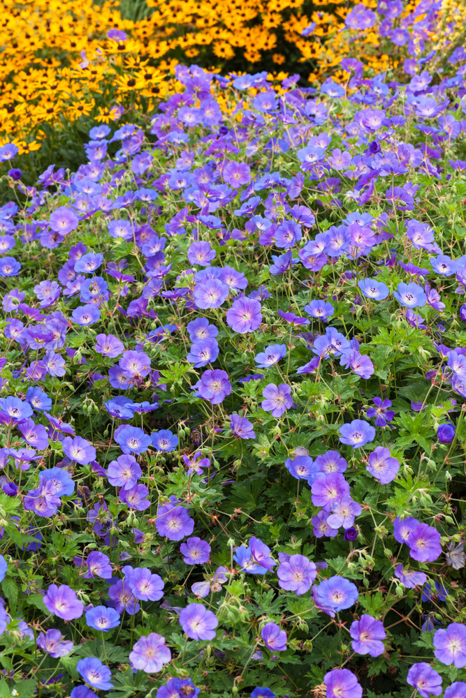 Bodziszek himalajski 'Johnson's Blue' Geranium himalayense