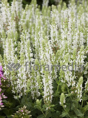 Szałwia omszona 'Salute White'  <div class='lat'> Salvia nemorosa </div>