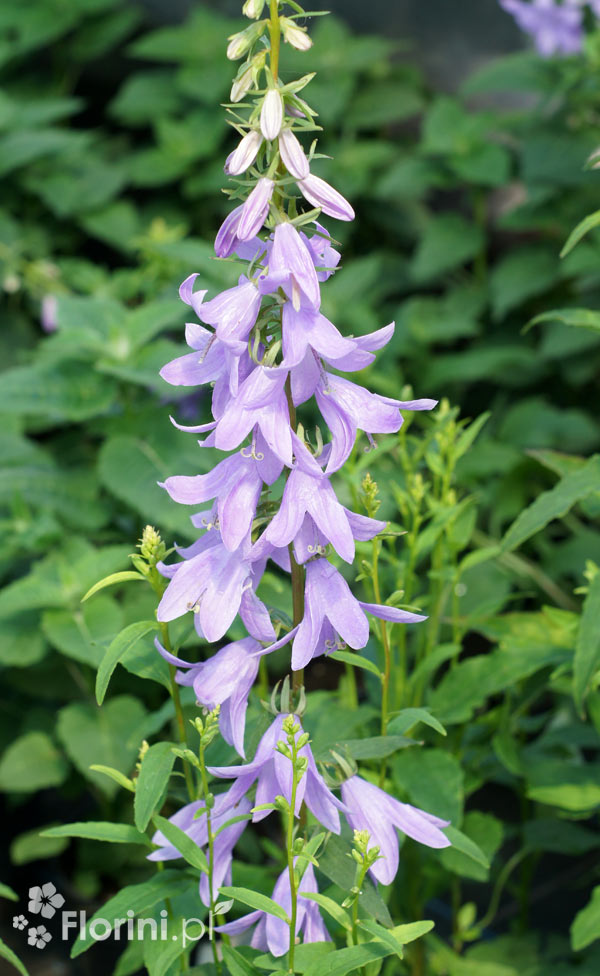 Dzwonecznik 'Gaudi Violet' | Adenophora latifolia
