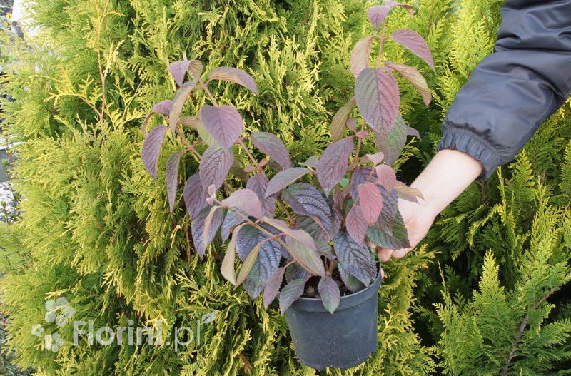 Kalina japońska 'Watanabe'  | Viburnum plicatum