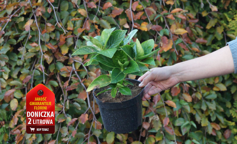 Hortensja ogrodowa 'Ayesha' <div class='lat'> Hydrangea macrophylla  </div>