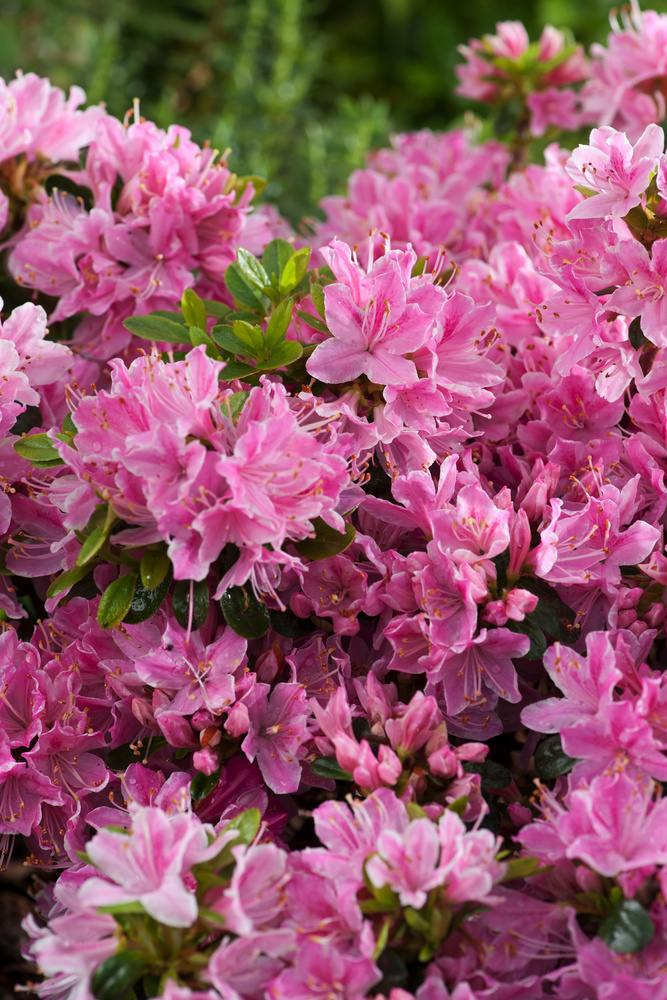 Azalia japońska 'Kermesina Rosea' <div class='lat'> Rhododendron obtusum </div>