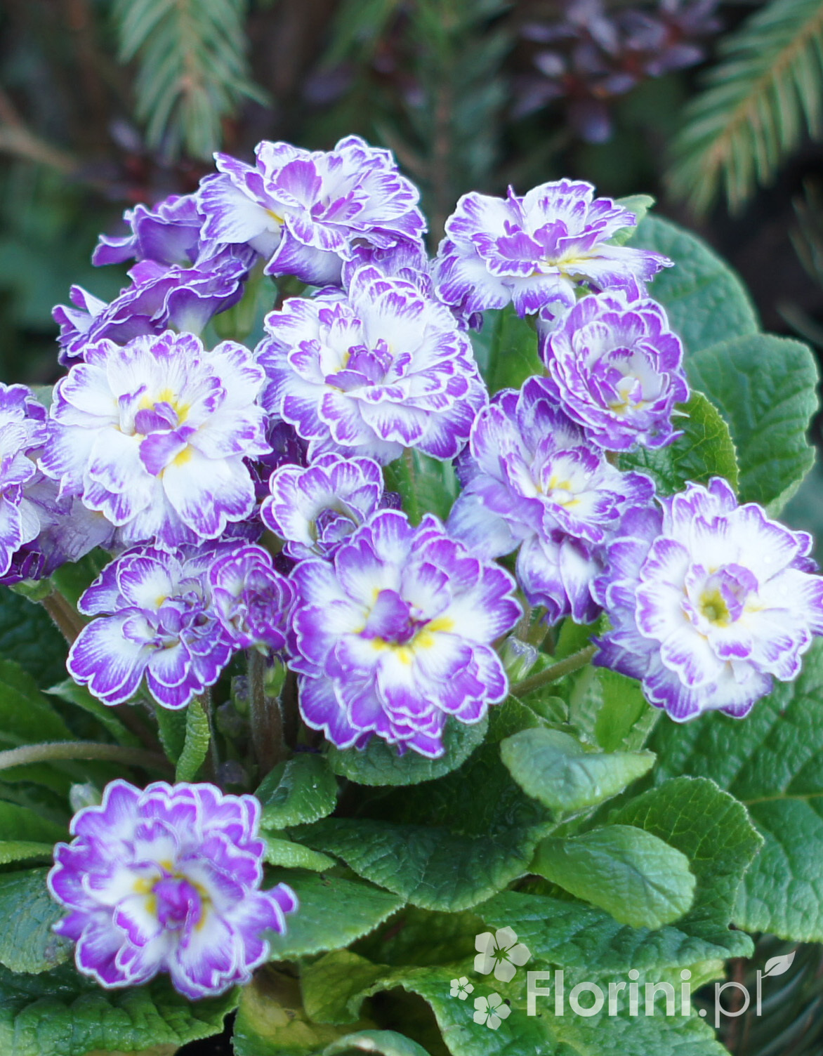 Pierwiosnek 'Belarina® Lively Lilac' <div class='lat'> Primula </div>