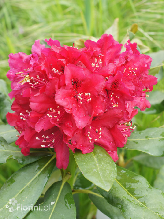 Różanecznik 'Nova Zembla'  Rhododendron