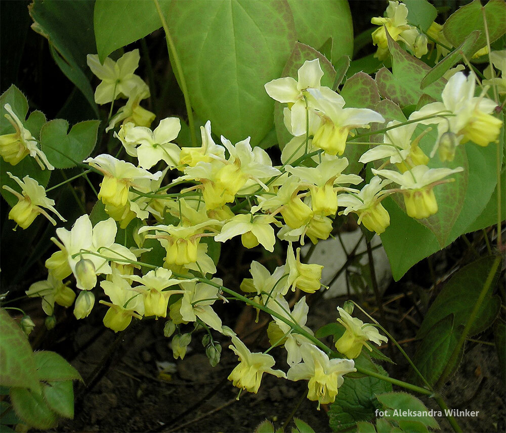 Epimedium żółte 'Sulphureum' | Epimedium x versicolor