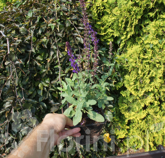 Szałwia omszona 'Caradonna Compact' | Salvia nemorosa