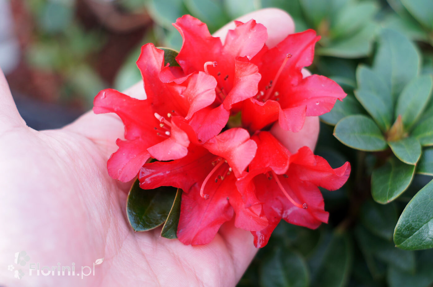 Różanecznik rozesłany 'Bengal' <div class='lat'> Rhododendron repens</div>