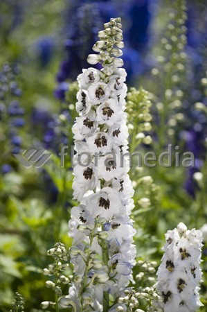 Ostróżka ogrodowa 'White Dark Bee' | Delphinium
