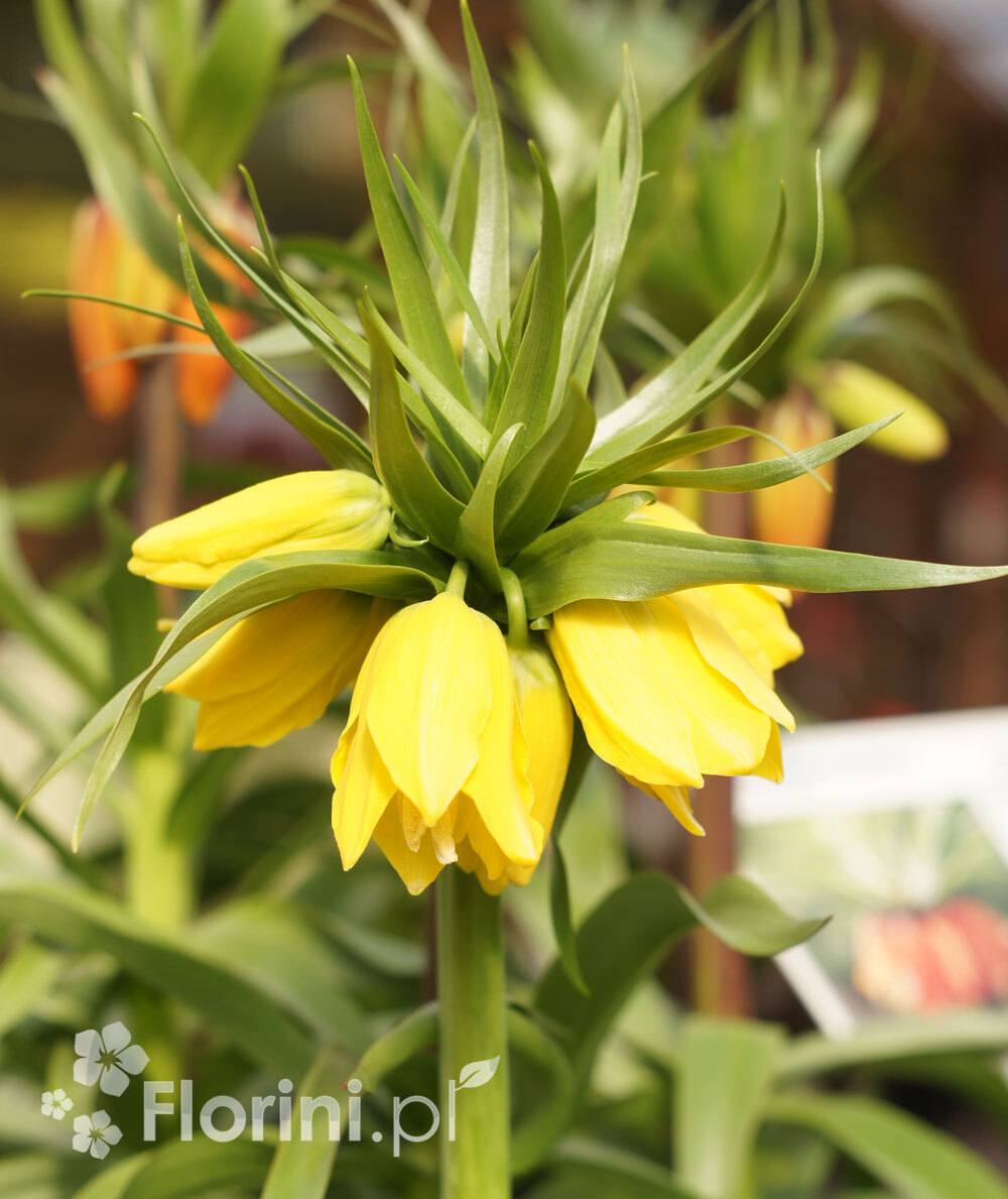 Cesarska korona 'Early Sensation' <div class='lat'> Fritillaria imperialis </div>
