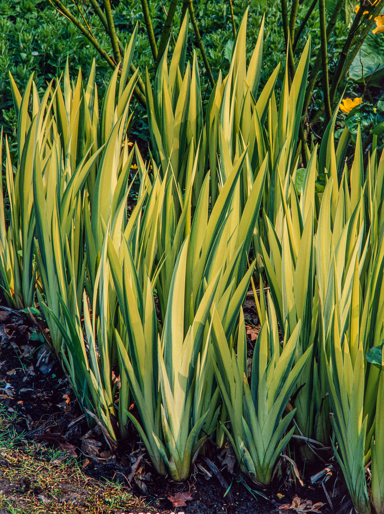 Kosaciec (Irys) żółty 'Variegata' | Iris pseudacorus