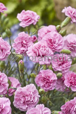 Goździk pierzasty 'Dixie Deep Rose' Dianthus plumarius