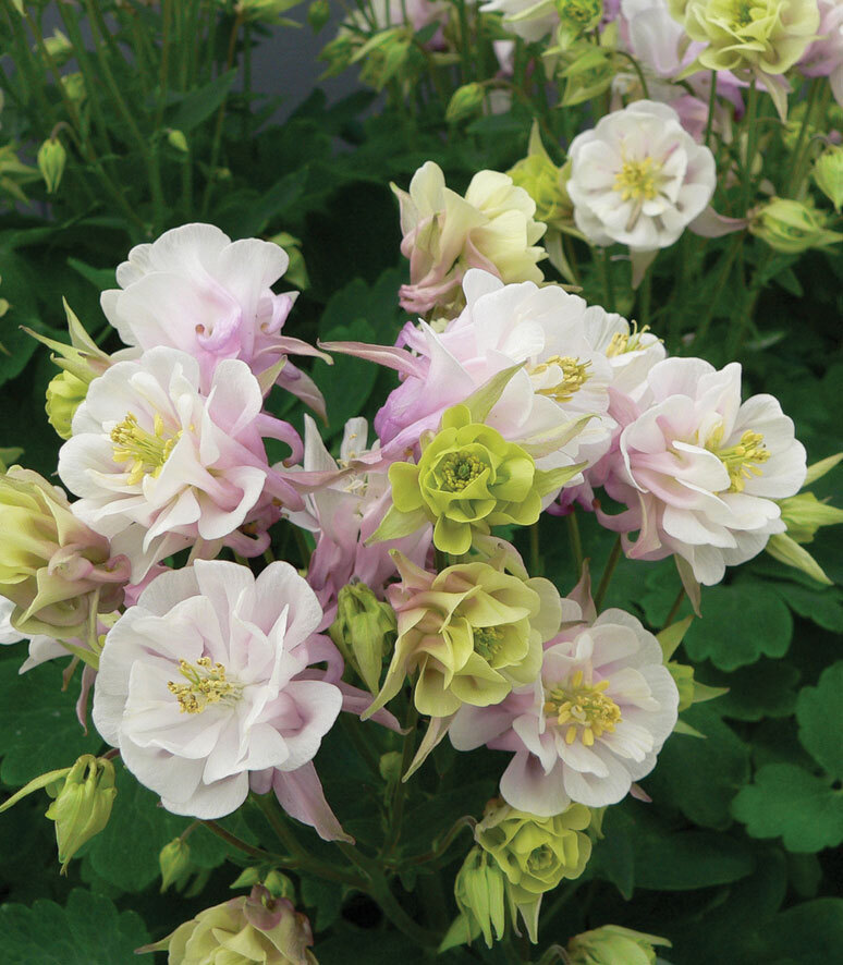 Orlik pospolity 'Winky Double Rose and White' Aquilegia vulgaris
