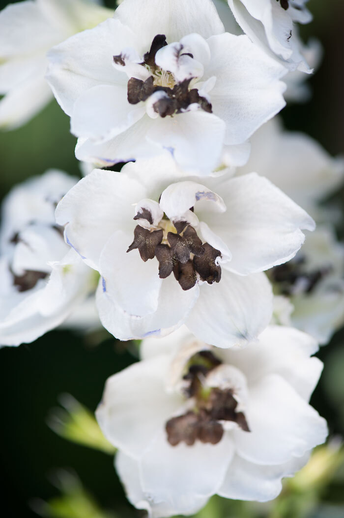 Ostróżka ogrodowa 'White Dark Bee' | Delphinium