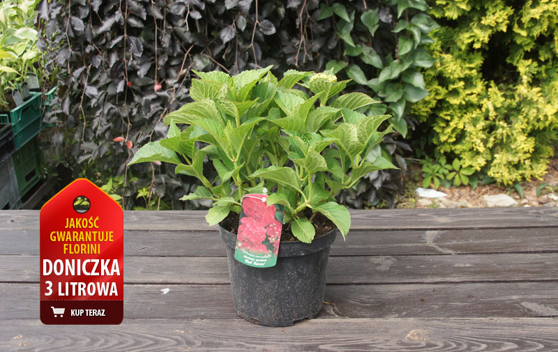 Hortensja ogrodowa 'Hot Red' | Hydrangea macrophylla