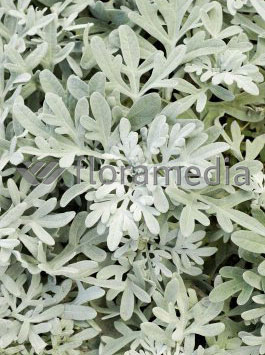 Bylica Stellera 'Silver Brocade' | Artemisia stelleriana
