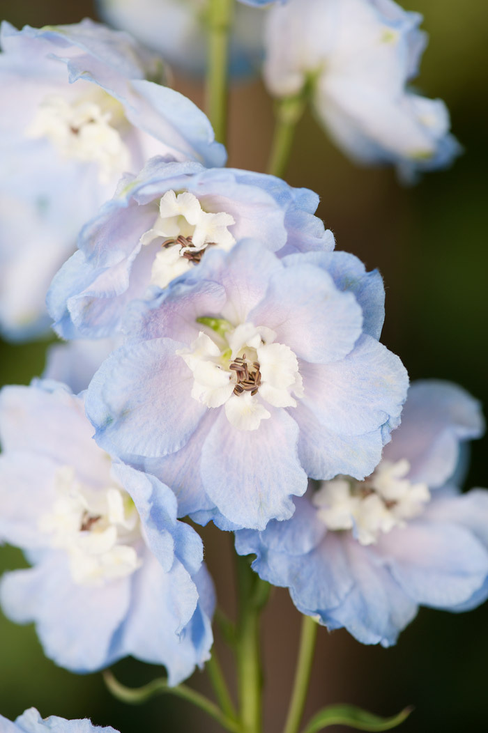 Ostróżka 'Magic Fountains Sky Blue White Bee' | Delphinium elatum