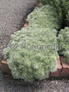 Bylica Schmidta 'Silver Mound'| Artemisia schmidtiana