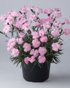 Goździk ogrodowy 'Dinetta Soft Pink' | Dianthus caryophyllus