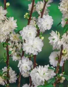 Wiśnia gruczołkowata 'Alba Plena'(biały migdałek/doniczka 3 litrowa) <div class='lat'> Prunus glandulosa </div>