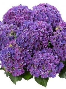 Hortensja 'Curly Sparkle Purple' | Hydrangea macrophylla