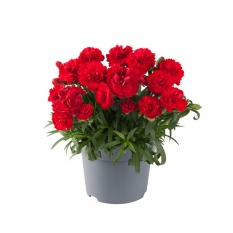 Goździk ogrodowy 'Code Bright Red'(pojemnik 1 litrowy) <div class='lat'> Dianthus caryophyllus </div>