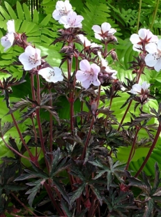 Bodziszek 'Purple Ghost' Geranium pratense