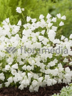 Dzwonek drobny 'Baby White' Campanula cochleariifolia