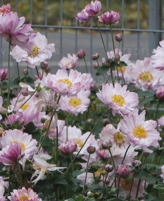Zawilec japoński 'Mont Rose' | Anemone hupehensis