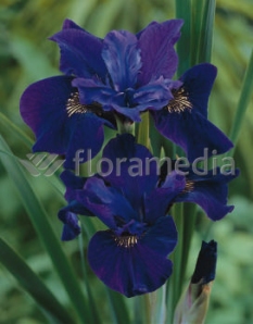 Kosaciec (Irys) syberyjski 'Ruffled Velvet' | Iris sibirica