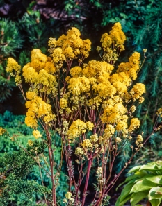 Rutewka żółta | Thalictrum flavum subsp. glaucum