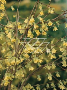 Leszczynowiec skąpokwiatowy  | Corylopsis pauciflora