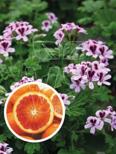 Pelargonia pomarańczowa | Pelargonium x species 'Orange'