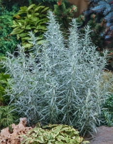 Bylica luizjańska 'Silver Queen' | Artemisia ludoviciana