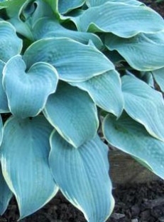 Funkia 'Frosted Dimples' Hosta