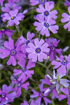 Floks szydlasty 'Purple Beauty' | Phlox subulata