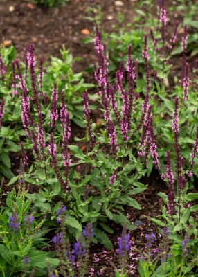 Szałwia omszona 'Caradonna Pink' | Salvia nemorosa